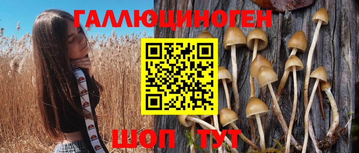 Волоколамск  Псилоцибиновые грибы Psilocybe  Вход с VPN 